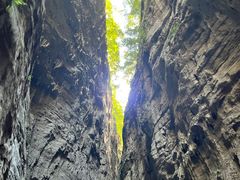 -武陵山森林公园