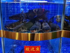 -蛙一刀·麻椒鱼火锅(金仙桥店)