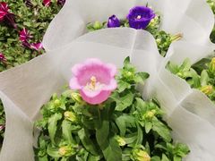 -双季花艺园艺市场(浦东店)