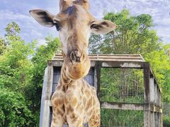 -清迈夜间动物园