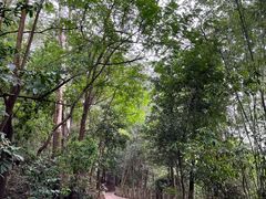 -东莞市大岭山森林公园