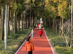 -上海长兴岛郊野公园