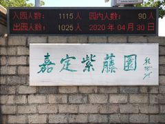 -嘉定紫藤园