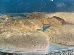 -蓝珊甄选海鲜自助·火锅大排档(近阿那亚店)
