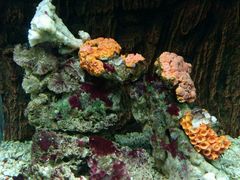 -北戴河圣蓝海洋公园