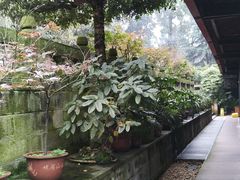 -峨眉山报国寺