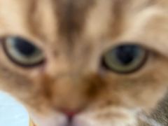 -平行世界·猫咖(首经贸店)