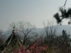 -香雪海