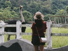 -瑞穗牧场