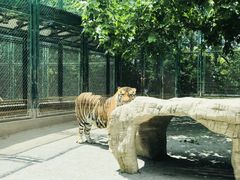 -上海野生动物园
