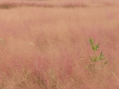-王借岗森林公园
