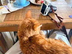 -海边的猫和咖啡馆