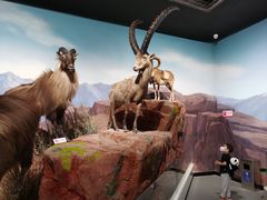 -陕西自然博物馆