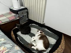 -纳吉亚猫专科动物诊疗中心(蒋宅口分院)