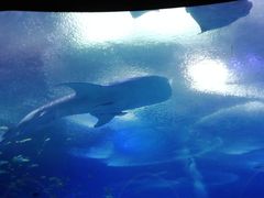 -长隆海洋王国-海洋大街餐厅