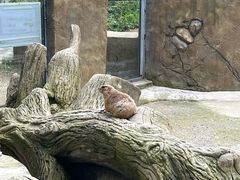 -合肥野生动物园