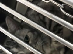 -宠福鑫康馨动物医院·骨科·眼科