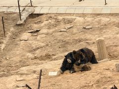 -青藏高原野生动物园