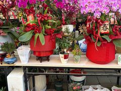 -溪岸路花鸟市场