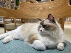 -藏猫猫咖啡主题馆(中央大道店)