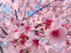-顾村公园