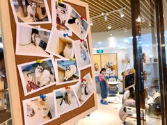-momokira米努特·德文卷毛猫·棉花面纱犬
