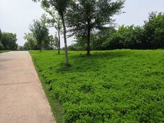 -盘龙城国家考古遗址公园