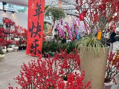 -荷兰花海