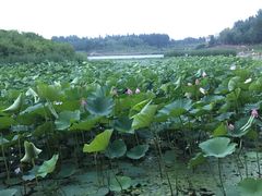-丁香湖公园