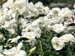 -人民公园(罗湖区)