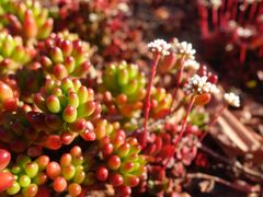-墨尔本皇家植物园
