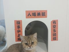 -楼上猫咖(罗湖店)