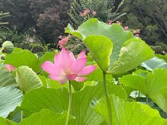 -莲花池公园
