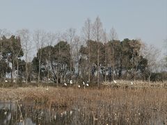 -长兴太湖图影湿地文化园
