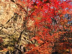 -天女山森林公园