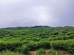 -嵛山岛