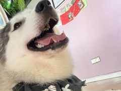 -Husky Go! 哈士奇体验馆·宠物咖啡厅狗咖