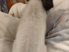-浣熊柯尔鸭土拨鼠·电玩咖