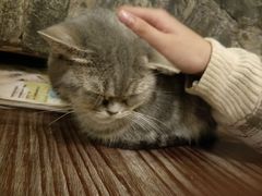 -猫色咖啡·猫咖