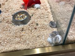 -悠尼宠物·独立低压伊珊娜洗护·美容·寄养(兰谷路店)