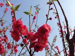 -南国桃园旅游度假区