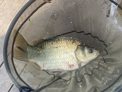 -酷鱼垂钓CLUB(朝阳区博大路店 )