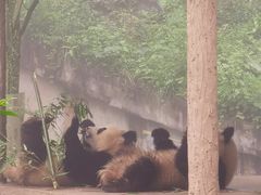 -中国大熊猫保护研究中心雅安碧峰峡基地