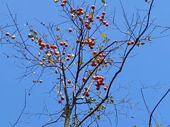 -十里梅乡农庄·进化土鸡