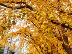 -三里屯东五街银杏大道