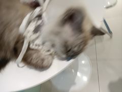 -怪兽屋·羊驼·猫咖·狗咖(俊华广场店)