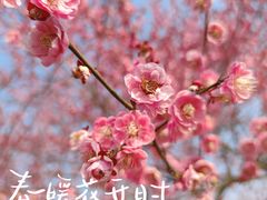 -花开海上生态园