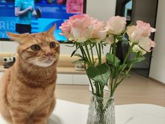 -宠颐生汉谟拉比宠物医院