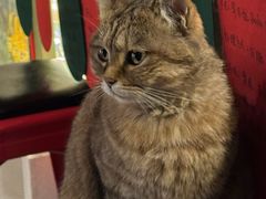 -新月集庭院咖啡馆(老邮局店)