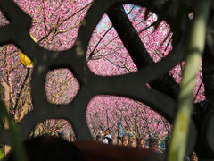-望江楼公园